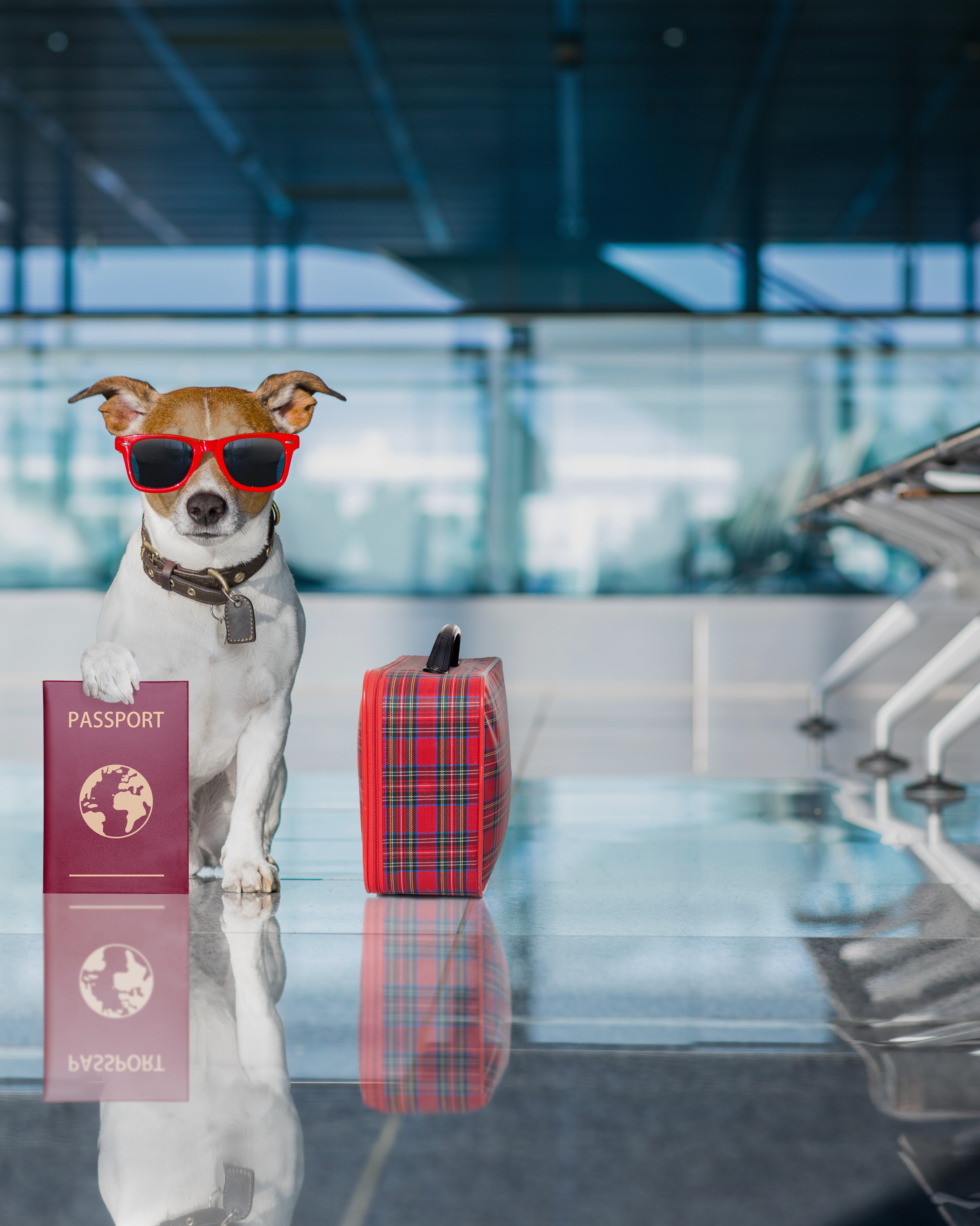 how much does a pet passport cost