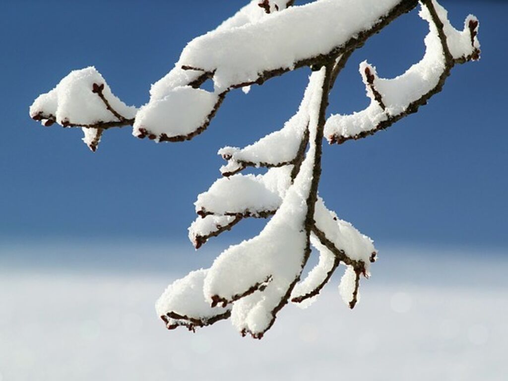 Branch snow